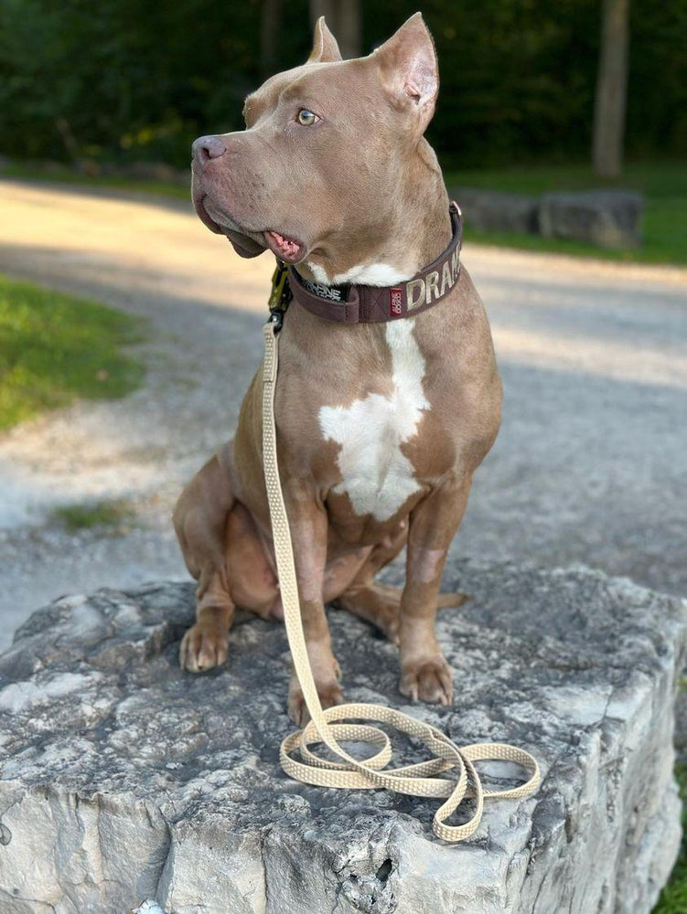 
                  
                    Load image into Gallery viewer, TRUEGRIP Dog Leash - Buttercream
                  
                