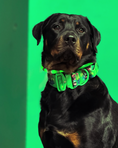 Load image into Gallery viewer, Dog wearing a green collar on a green background
