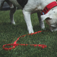 Load image into Gallery viewer, TRUEGRIP Dog Leash - Apple
