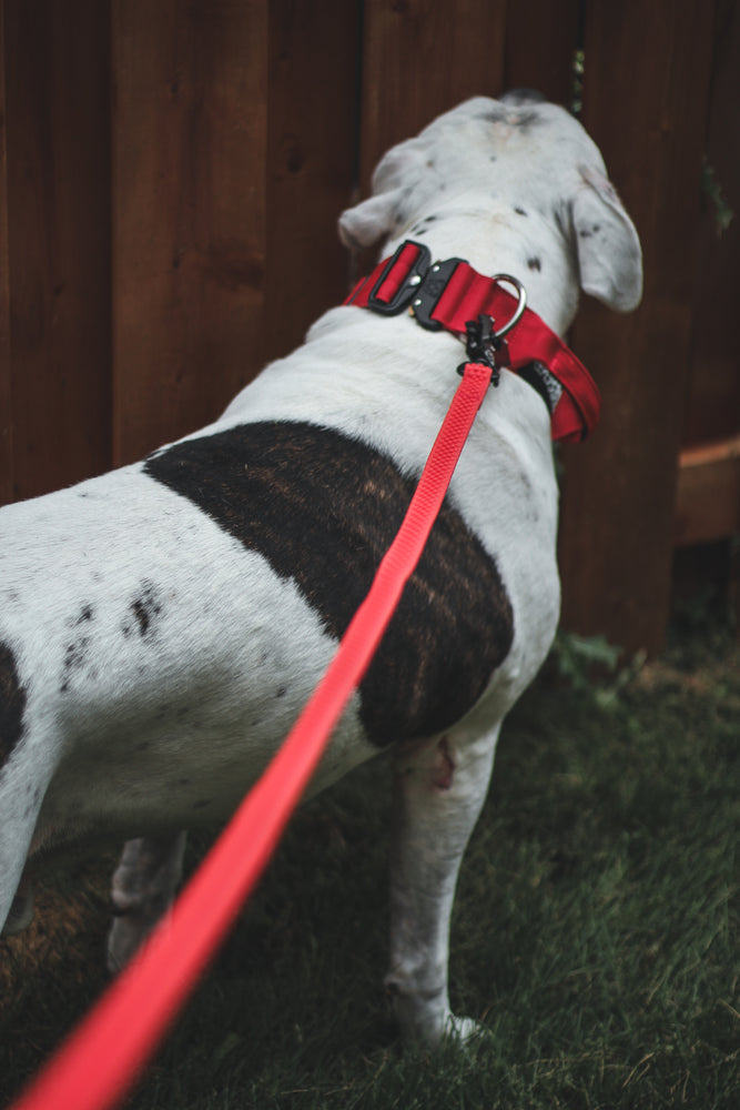
                  
                    Load image into Gallery viewer, TRUEGRIP Dog Leash - Apple
                  
                