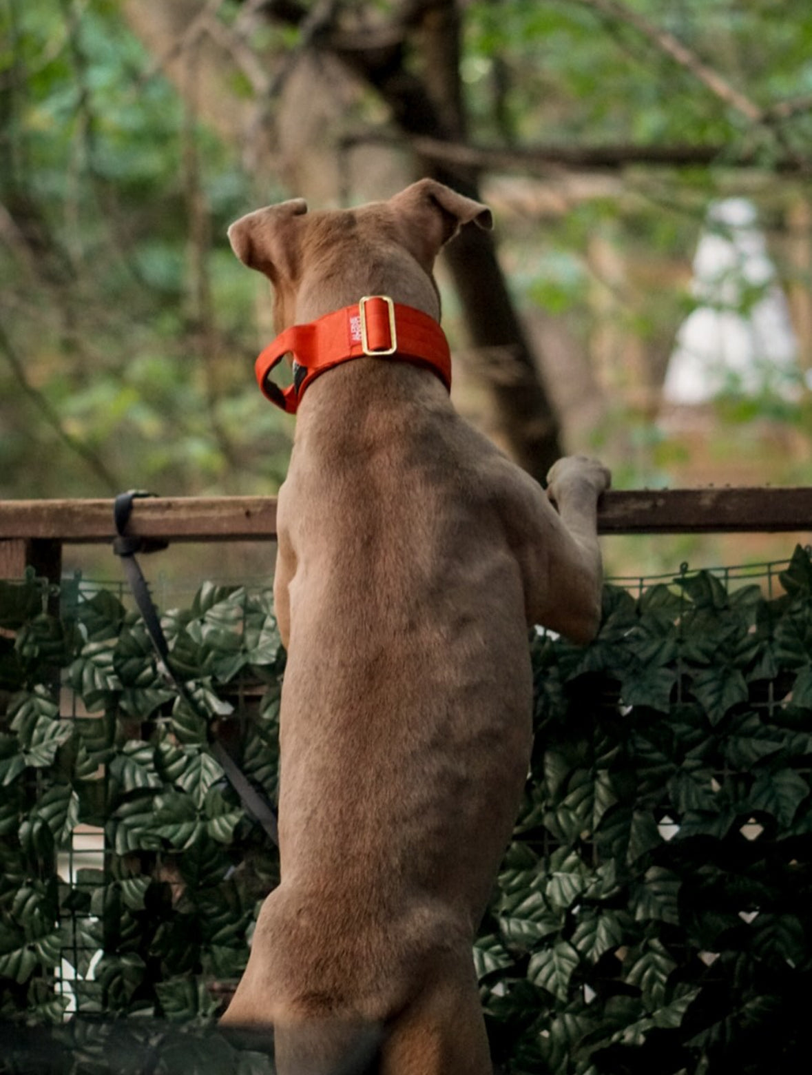 2" Tacti Luxe Dog Collar - Gold Cognac