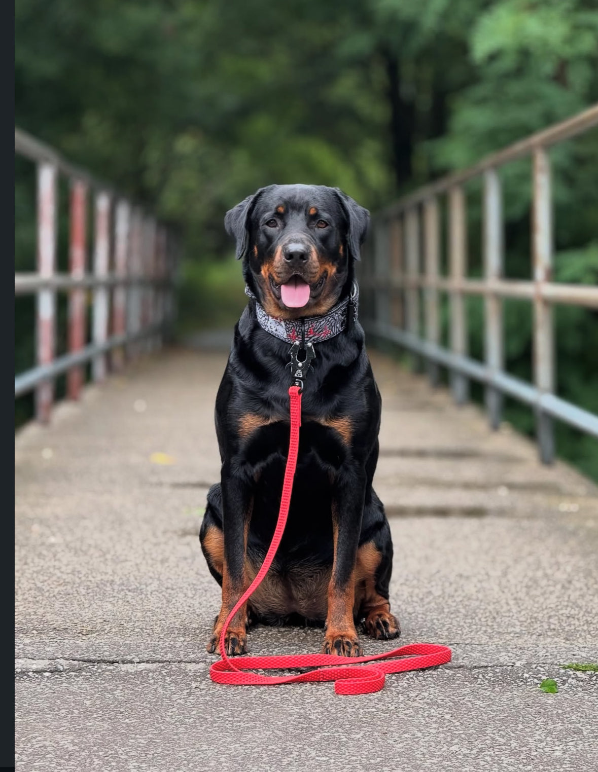 TRUEGRIP Dog Leash - Apple