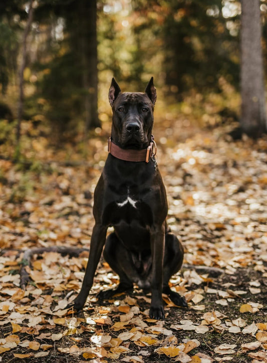 2" Tacti Luxe Dog Collar - Rose Gold - Chocolate