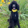 Load image into Gallery viewer, Black poodle sitting in a garden with yellow flowers
