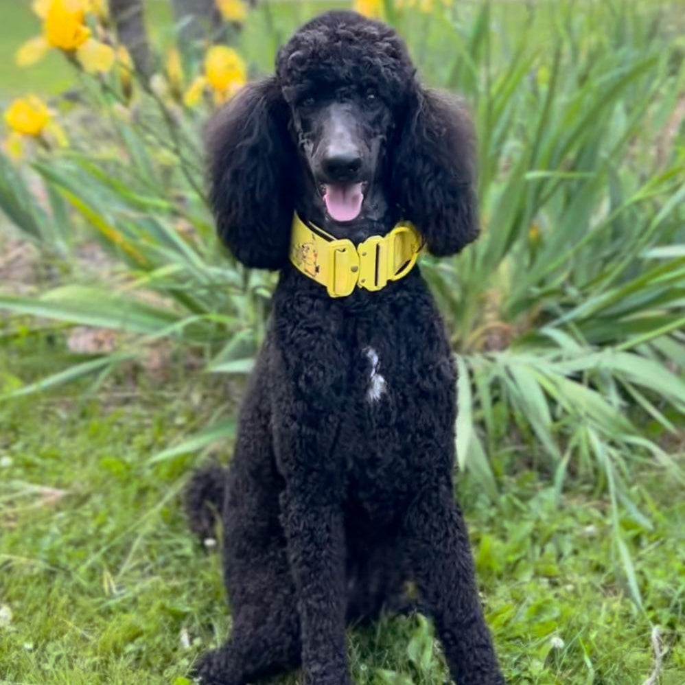Black poodle sitting in a garden with yellow flowers