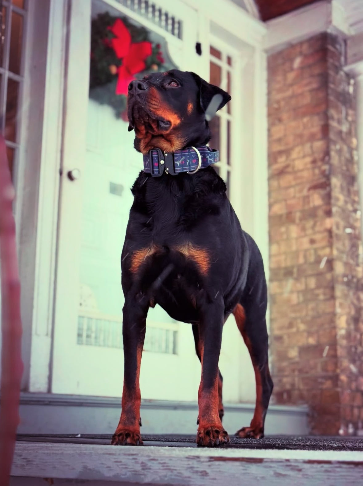 2" Tactik Dog Collar - Sweater Weather