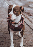 Load image into Gallery viewer, HNTR 3.0 Dog Harness - Chocolate
