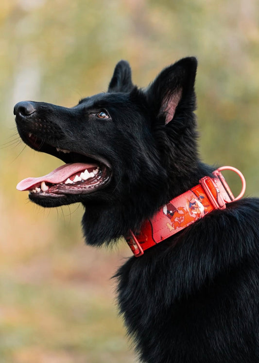 2" Tacti Luxe Dog Collar - Sriracha Dragon (Limited Edition)