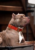 Load image into Gallery viewer, 2" Tacti Luxe Dog Collar - Gold Cognac
