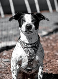 Load image into Gallery viewer, Terrain Dog Airtag Harness - Tattoo
