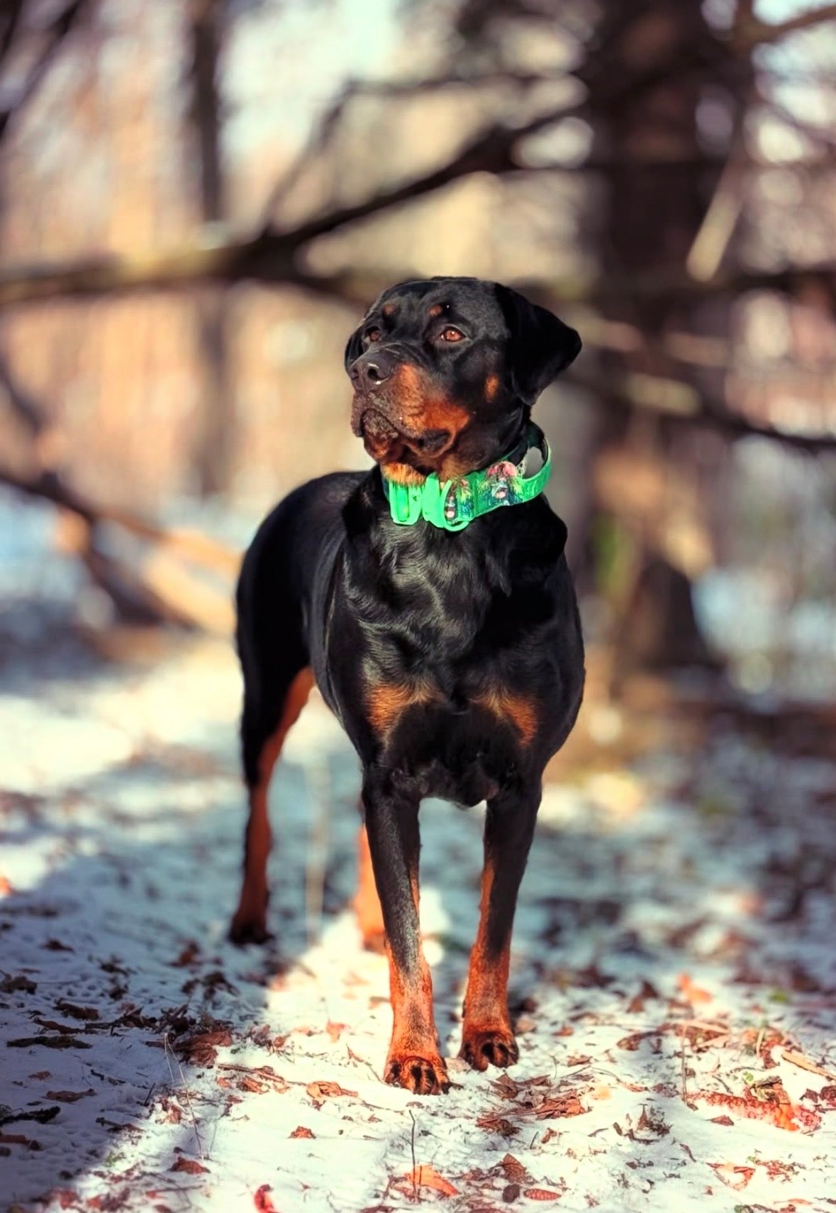 Black and brown dog standing in a snowy landscape with bare trees in the background