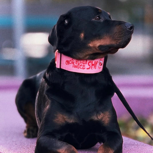 2" Tactik Dog Collar - Bubblegum