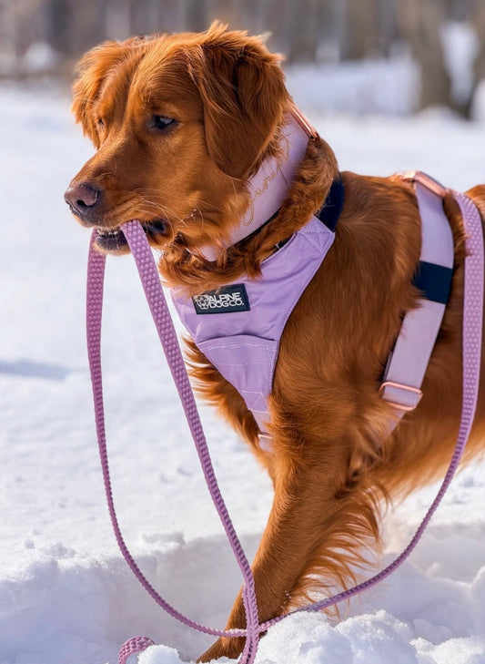 Terrain Dog Airtag Harness - Sofia