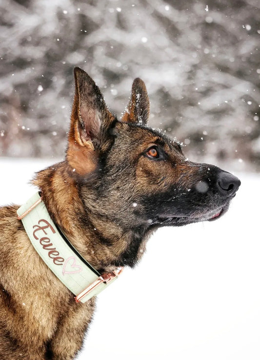 2" Tacti Luxe Dog Collar - Rose Gold - Honeydew