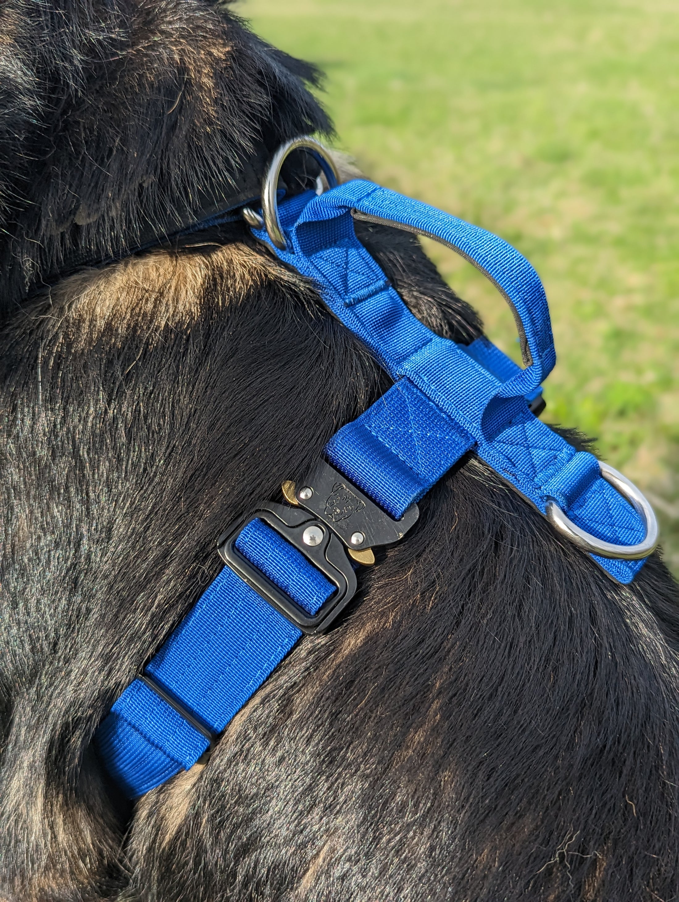 Terrain Dog Airtag Harness - Cobalt