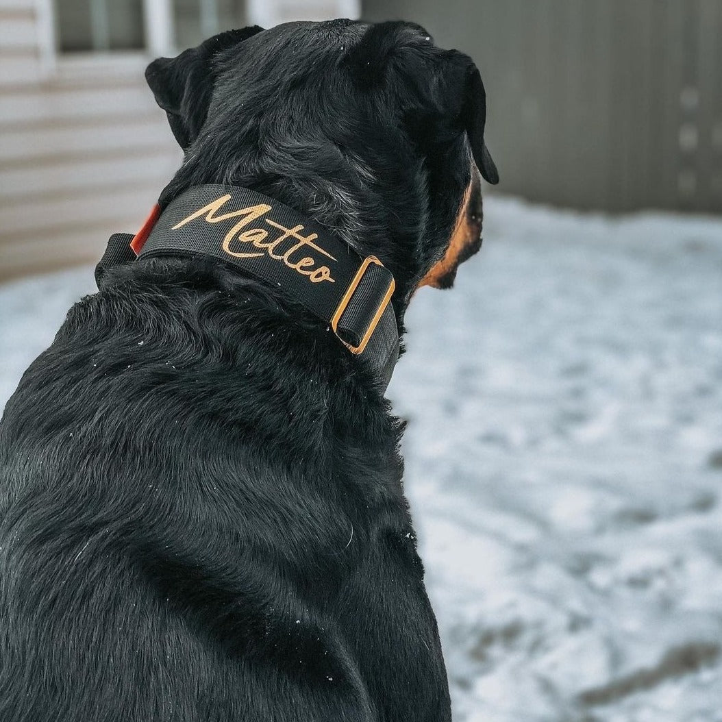 2" Tacti Luxe Dog Collar - Gold Noir
