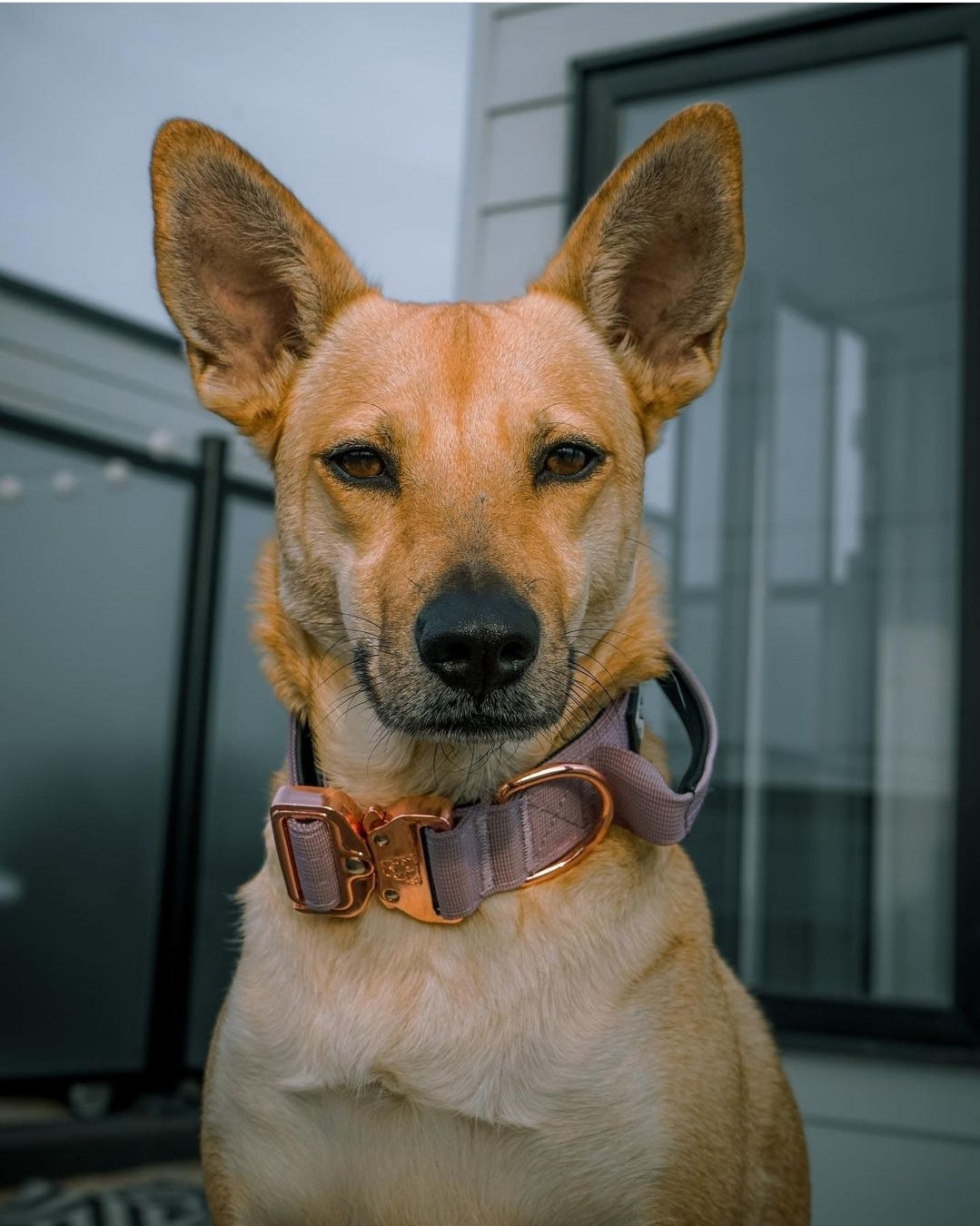 1.5" Tacti Dog Collar Slim Luxe - Rose Gold - Sofia