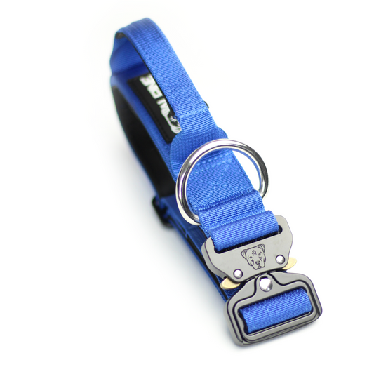 1.5" Tacti Slim Dog Collar - Cobalt