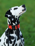 Load image into Gallery viewer, 1.5" Tacti Lite Dog Collar - Cognac (no handle)
