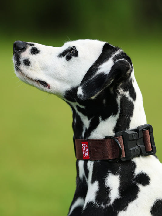 1.5" Tacti Lite Dog Collar - Chocolate (no handle)