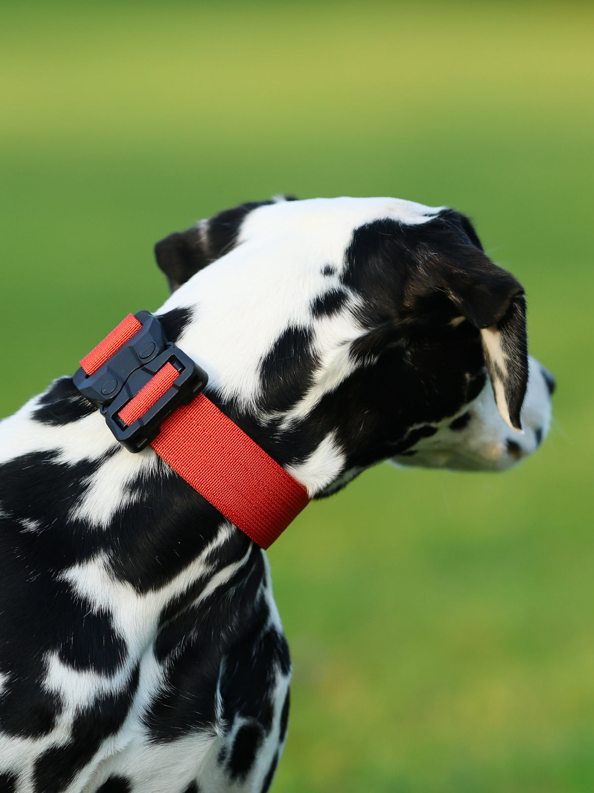 1.5" Tacti Lite Dog Collar - Cognac (no handle)