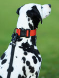 Load image into Gallery viewer, 1.5" Tacti Lite Dog Collar - Cognac (no handle)
