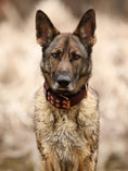 Load image into Gallery viewer, Expedition Dog Collar - Chocolate
