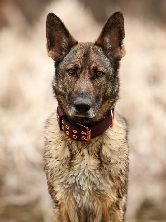 Expedition Dog Collar - Chocolate