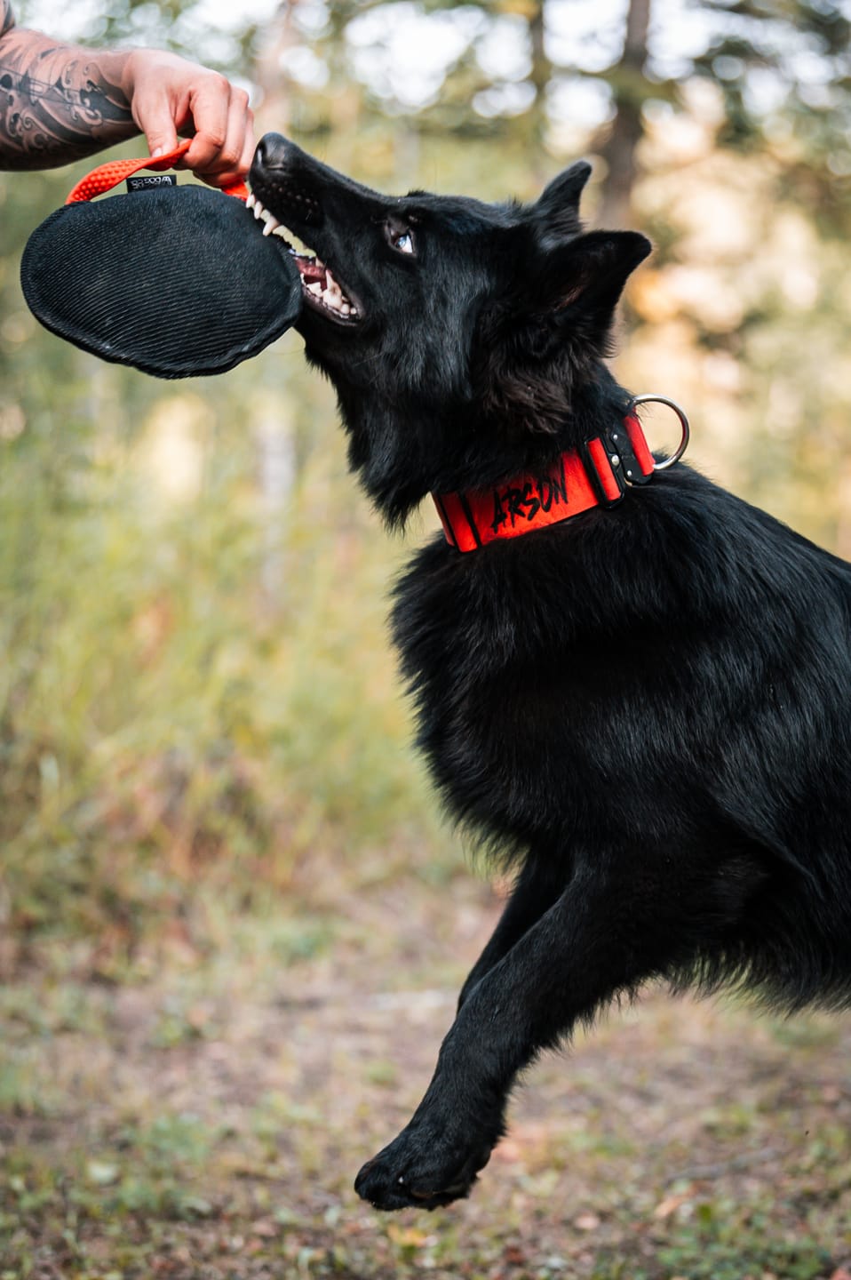 2" Tactik Dog Collar - Apple