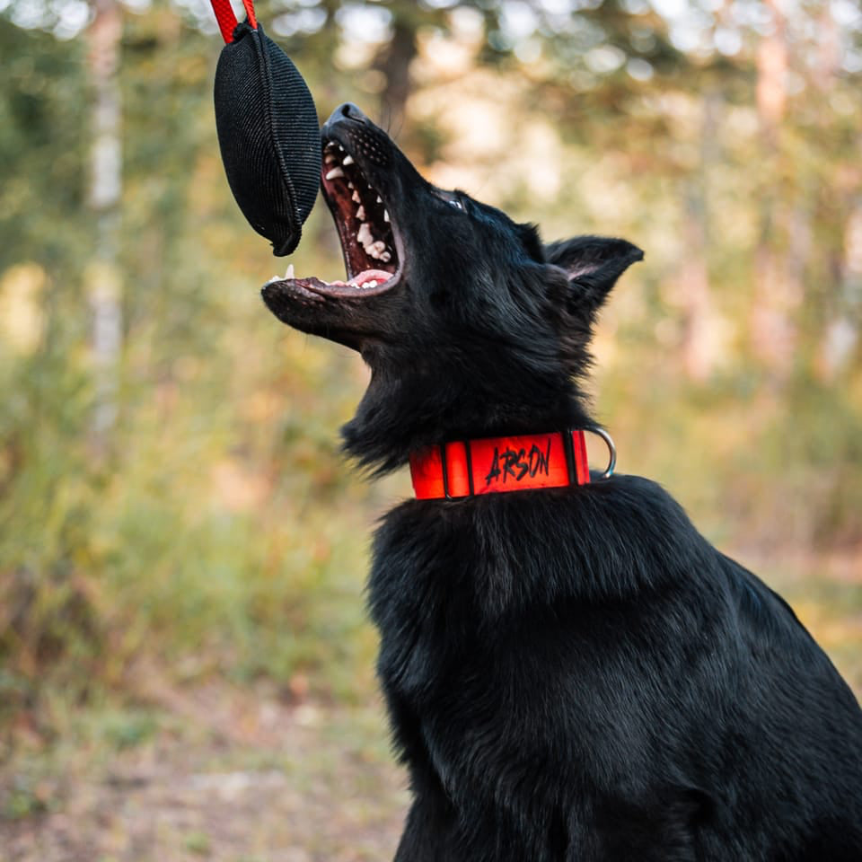 2" Tactik Dog Collar - Apple