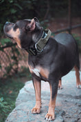 Load image into Gallery viewer, 2" Tactik Dog Collar - Olive
