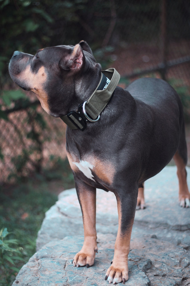 
                  
                    Load image into Gallery viewer, 2&amp;quot; Tactik Dog Collar - Olive
                  
                
