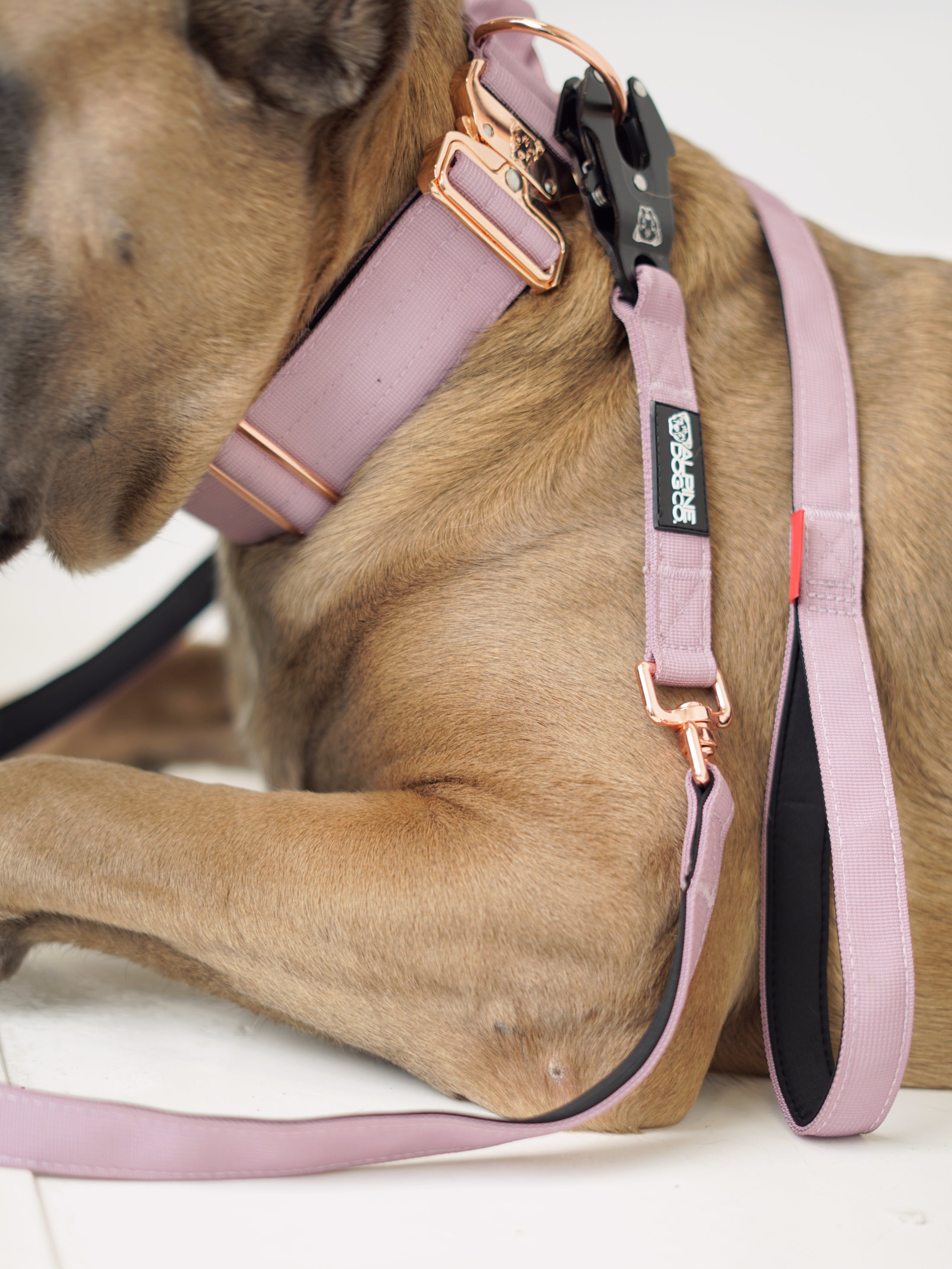 2" Tacti Luxe Dog Collar - Rose Gold - Sofia