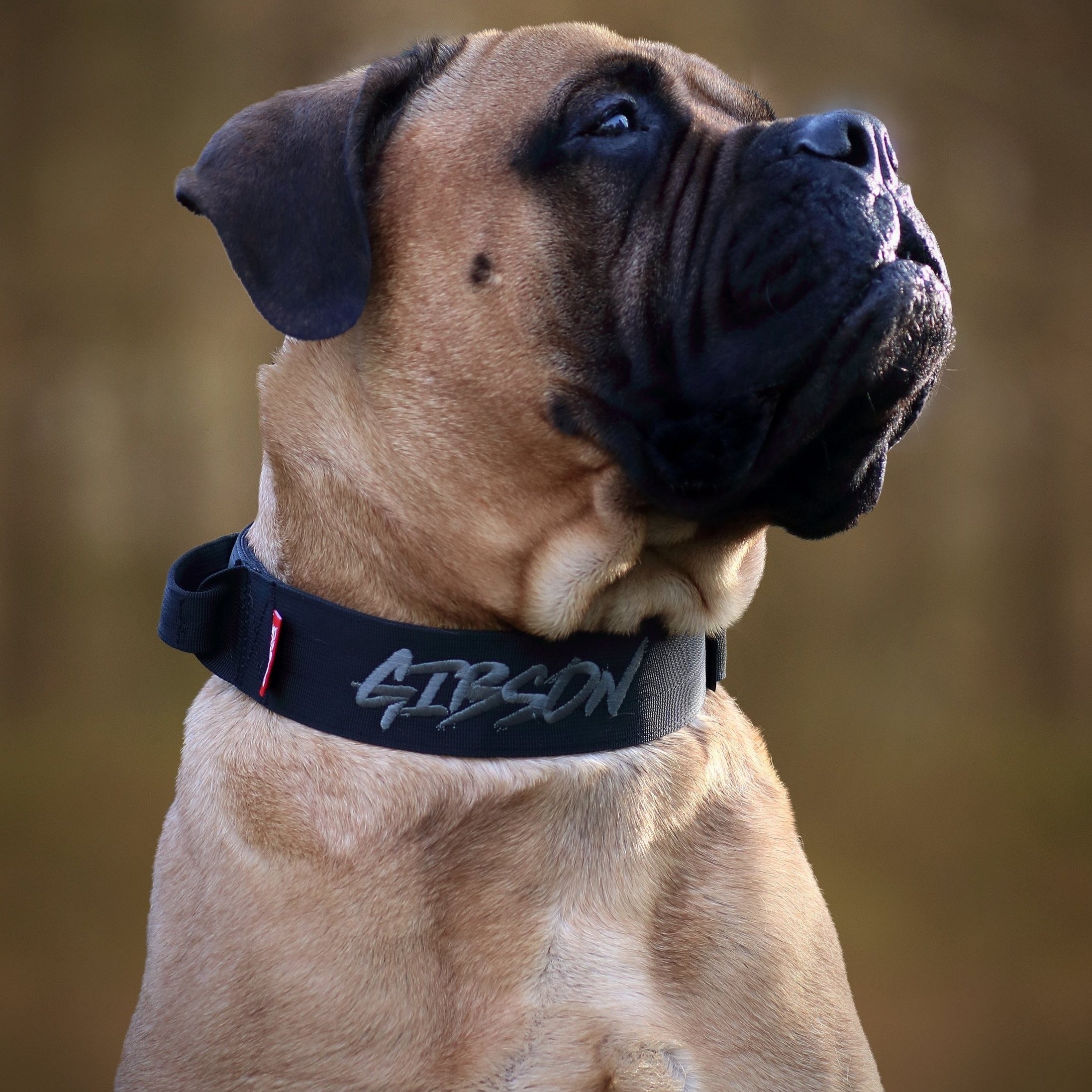 2" Tactik Dog Collar - Black