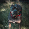 Load image into Gallery viewer, 1.5" Tacti Slim Dog Collar - Apple
