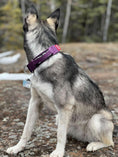 Load image into Gallery viewer, 1.5" Tacti Slim Dog Collar - Grape
