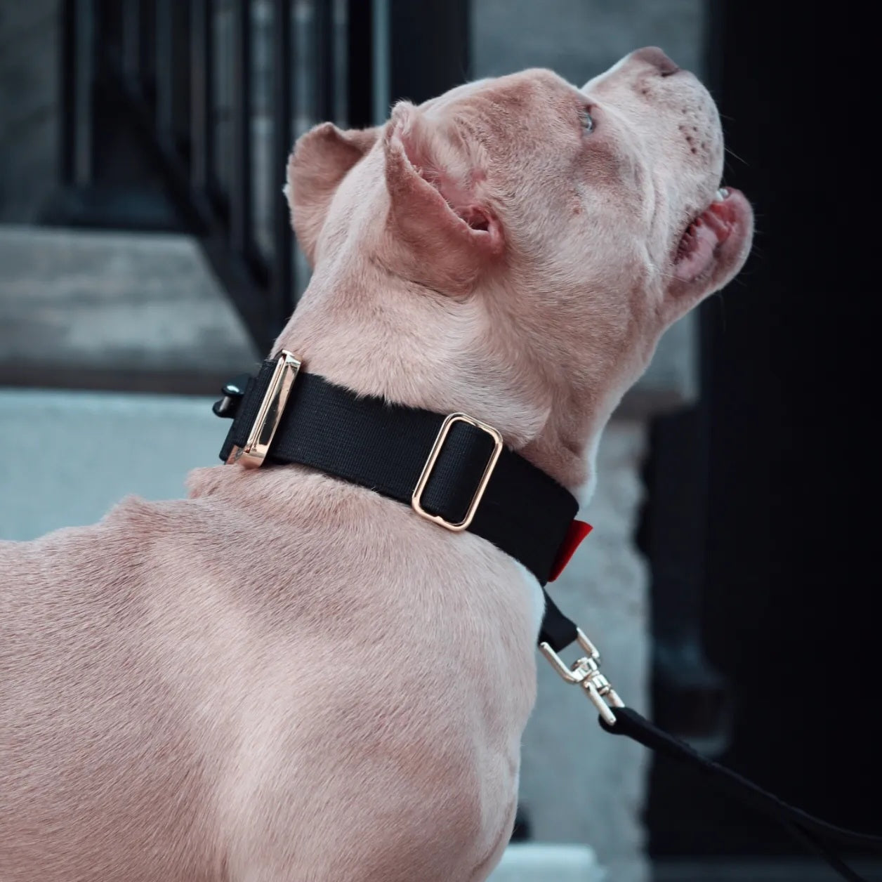 1.5" Tacti Dog Collar Slim Luxe - Gold - Noir