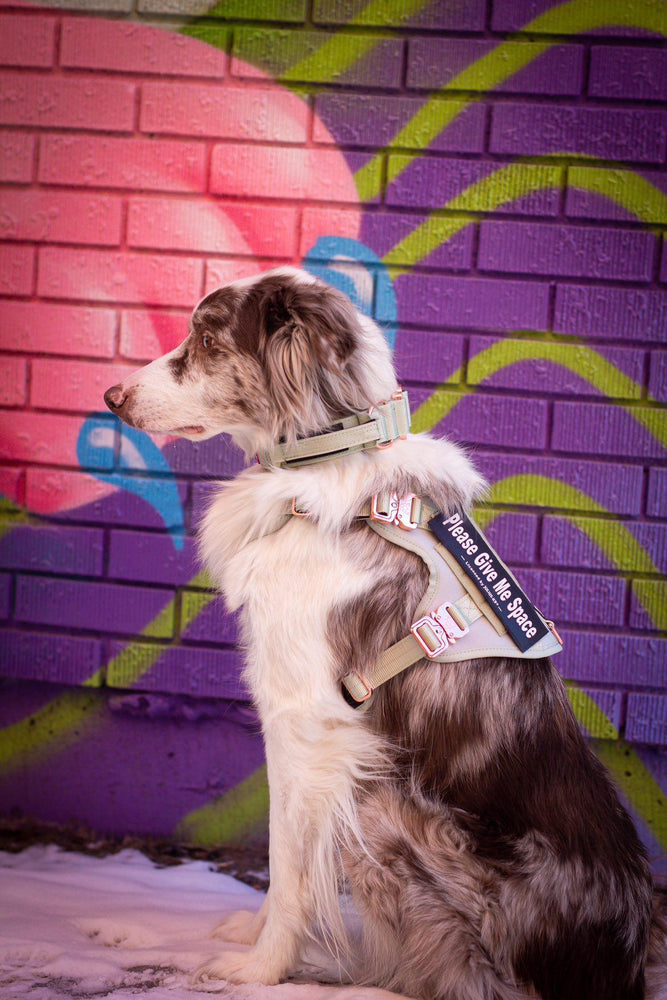 
                  
                    Load image into Gallery viewer, HNTR 3.0 Dog Harness - Honeydew
                  
                