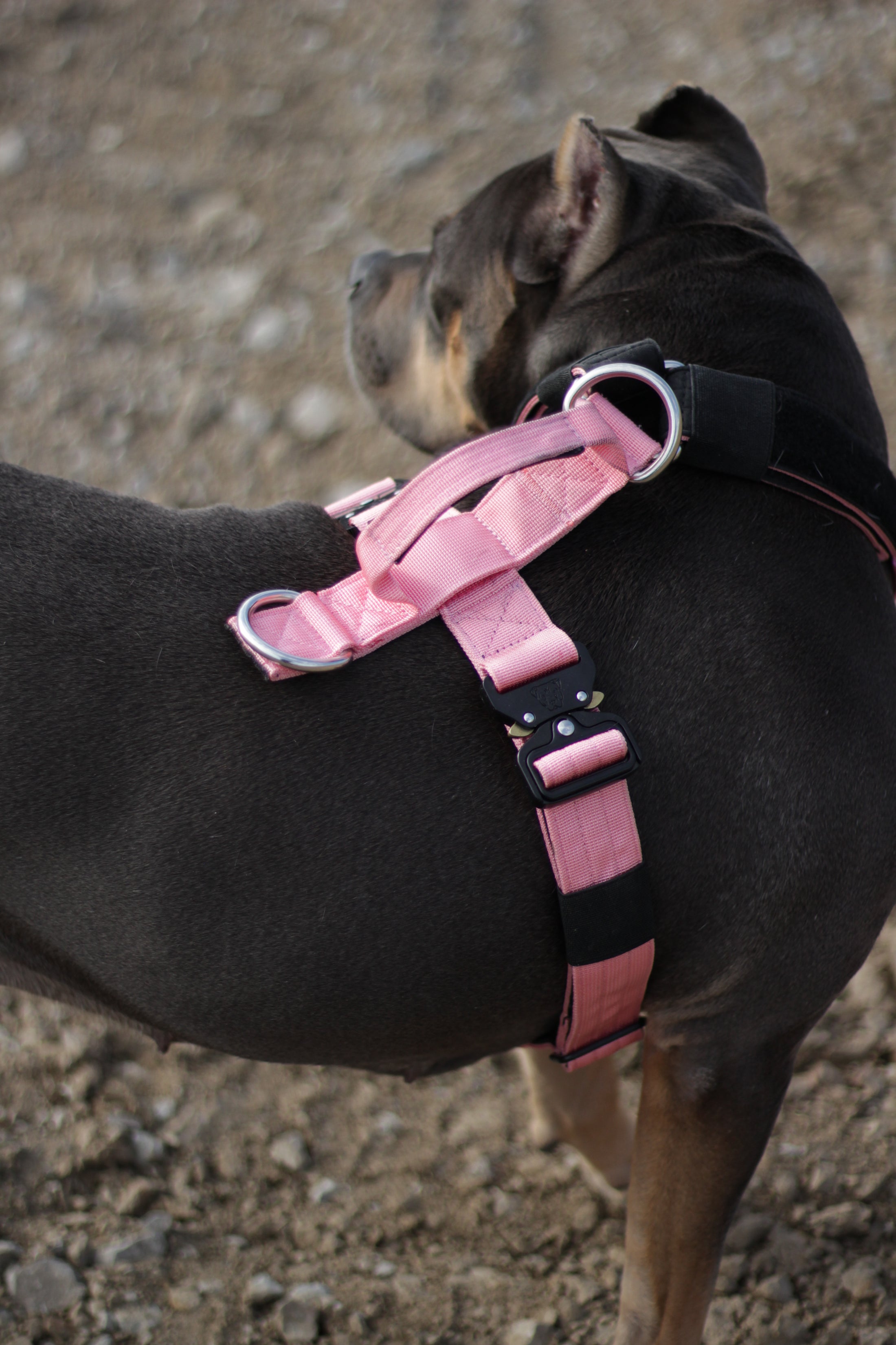Terrain Dog Airtag Harness - Black