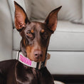 Load image into Gallery viewer, 1.5" Tacti Slim Dog Collar- Buttercream
