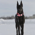 Load image into Gallery viewer, 2" Martingale Dog Collar - Rose
