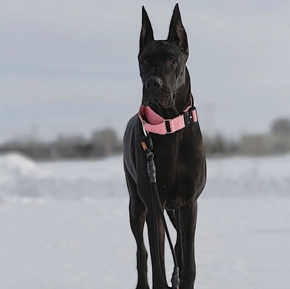 
                  
                    Load image into Gallery viewer, 2&amp;quot; Martingale Dog Collar - Rose
                  
                
