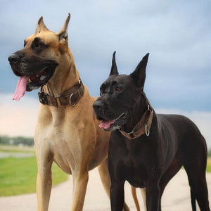 
                  
                    Load image into Gallery viewer, 2&amp;quot; Martingale Dog Collar - Desert Camo
                  
                
