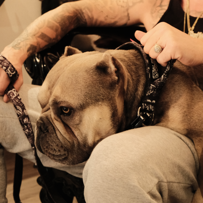 1.5" Tacti Slim Dog Collar - Tattoo