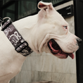 Load image into Gallery viewer, 2" Tactik Dog Collar - Tattoo
