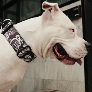 
                  
                    Load image into Gallery viewer, 2&amp;quot; Tactik Dog Collar - Tattoo
                  
                