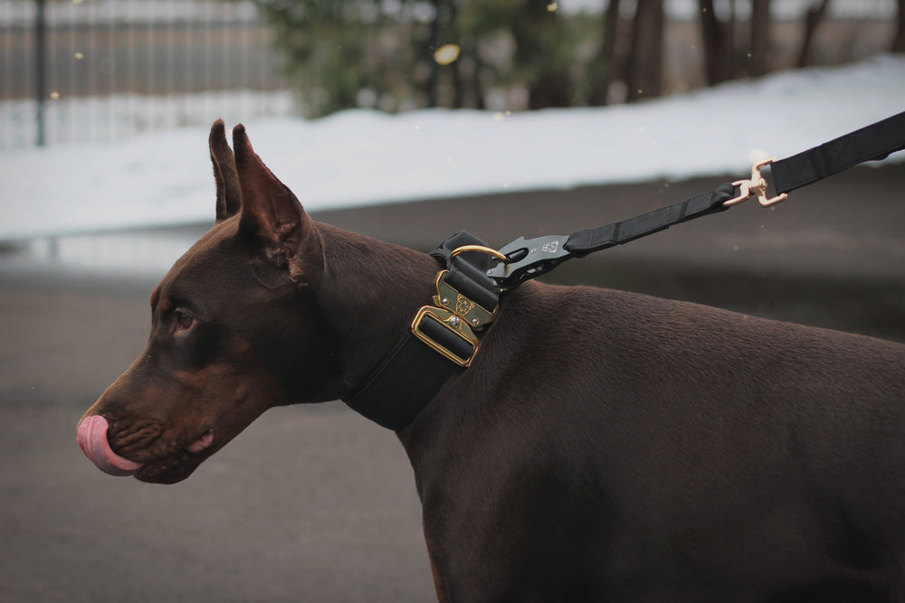 
                  
                    Load image into Gallery viewer, Tacti Luxe Dog Leash - Gold Noir
                  
                