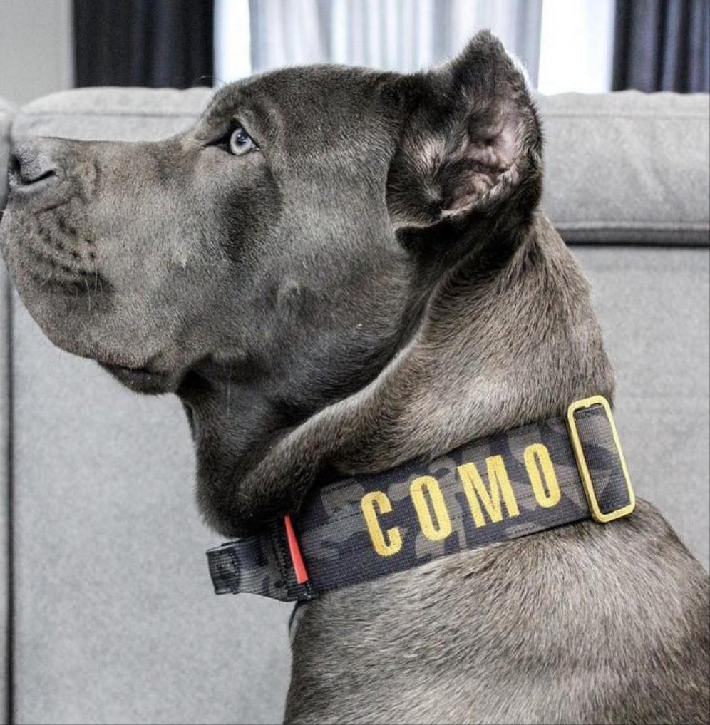 2" Tacti Luxe Dog Collar - Gold Camo